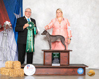 American Hairless Terrier #10 Sat AOM Judge John Booth