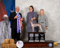 American Hairless Terrier #10 Sat WB Judge John Booth