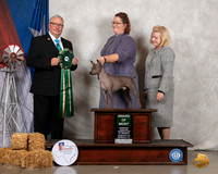 American Hairless Terrier #11 Sat AOM Judge John Booth