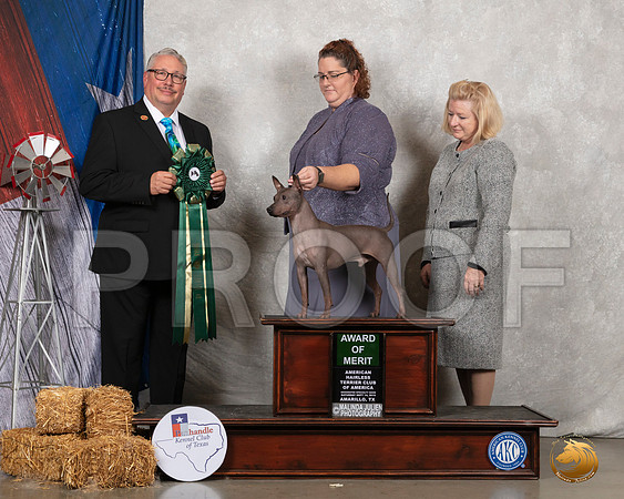 American Hairless Terrier #11 Sat AOM Judge John Booth__SR_8716_Amrilo2019-HR3