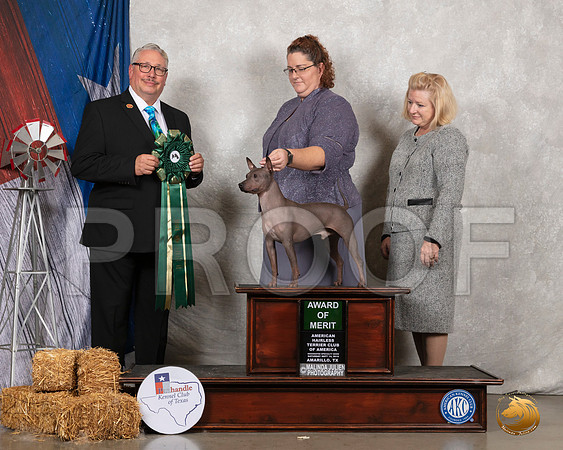 American Hairless Terrier #11 Sat AOM Judge John Booth__SR_8717_Amrilo2019-HR3