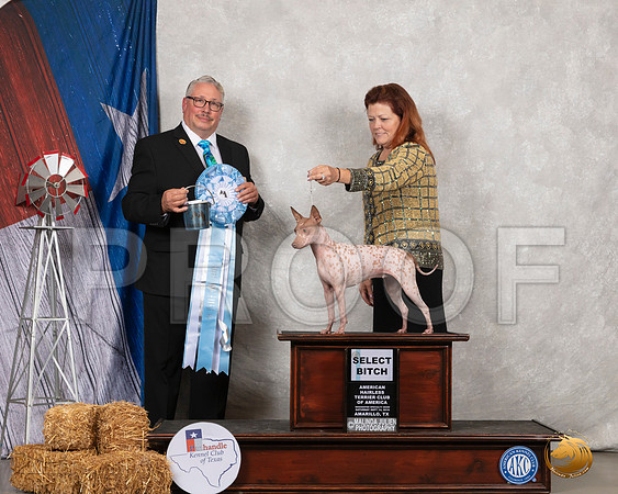 American Hairless Terrier #30 SB Judge John Booth__SR_8658_Amrilo2019-HR3