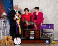 American Hairless Terrier #43 Sat BISS  Judge John Booth