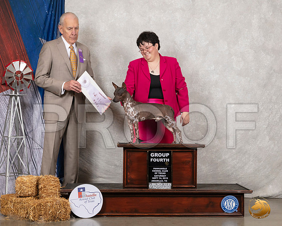 American Hairless Terrier #49 Sat G4 Judge Robert Hutton__SR_8733_Amrilo2019-HR3