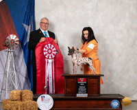 American Hairless Terrier #54 Sat BOS Judge John Booth