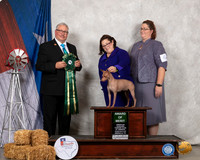 American Hairless Terrier #6 AOM Judge John Booth
