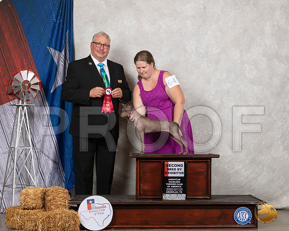American Hairless Terrier #64 Sat BBX2nd Judge John Booth__SR_8668_Amrilo2019-HR3