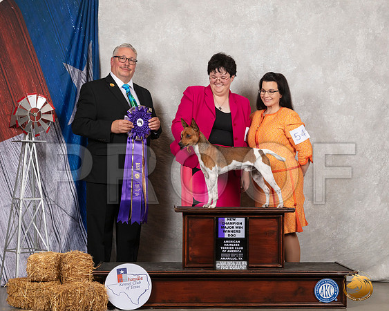American Hairless Terrier #7 Sat WD Judge John Booth__SR_8662_Amrilo2019-HR3