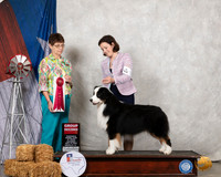 Australian Shepherd #35 Sat G2 Judge Donna Buxton