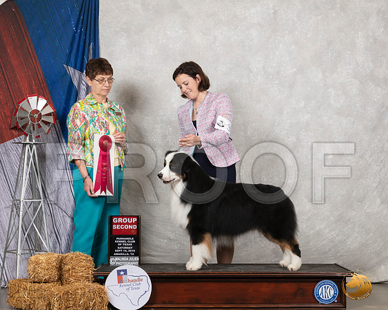Australian Shepherd #35 Sat G2 Judge Donna Buxton__SR_8646_Amrilo2019-HR3