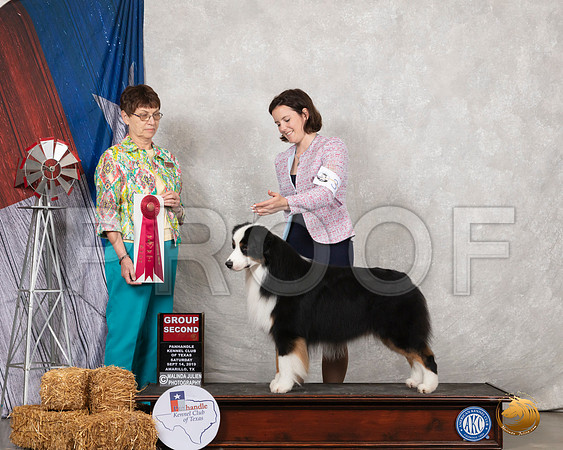 Australian Shepherd #35 Sat G2 Judge Donna Buxton__SR_8648_Amrilo2019-HR3