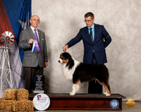 Australian Shepherd #37 Sat BOW Judge Kenneth Buxton