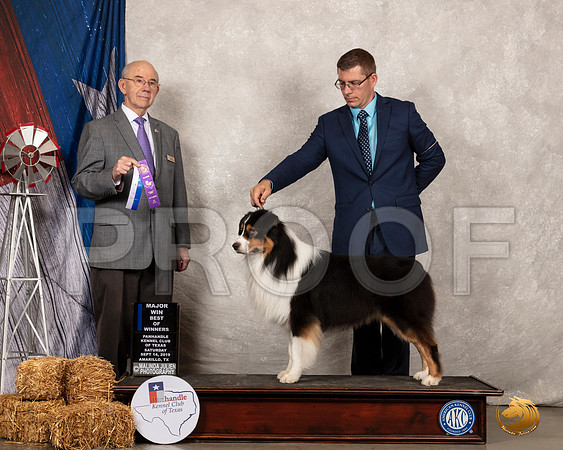 Australian Shepherd #37 Sat BOW Judge Kenneth Buxton__SR_8634_Amrilo2019-HR3
