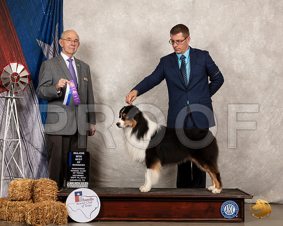 Australian Shepherd #37 Sat BOW Judge Kenneth Buxton__SR_8635_Amrilo2019-HR3