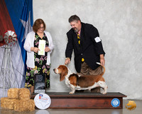Basset Hound #5 Sat OHRBIS Judge Elizabeth Muthard