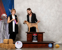 Border Terrier #7 Sat BOS Judge Nancy Liebes