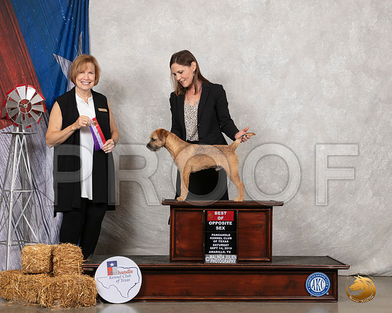 Border Terrier #7 Sat BOS Judge Nancy Liebes__SR_8730_Amrilo2019-HR3