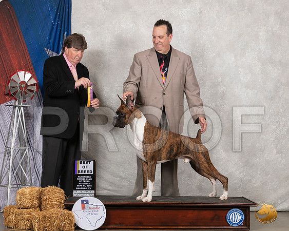 Boxer #27 Sat BOB Judge Charles Olvis__SR_8583_Amrilo2019-HR3