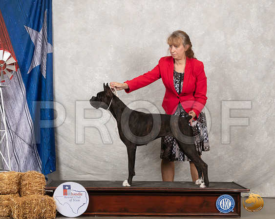 Boxer #8 Sat 1__SR_8596_Amrilo2019-HR3