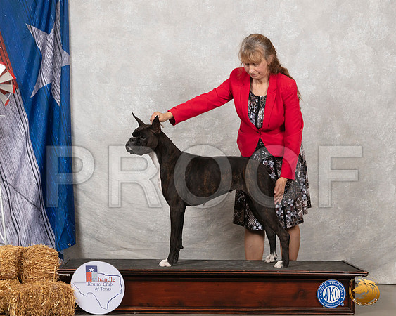 Boxer #8 Sat 1__SR_8600_Amrilo2019-HR3