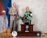 Cairn Terrier #6 Sat WB Judge Robert Hutton