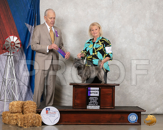 Cairn Terrier #6 Sat WB Judge Robert Hutton__SR_8558_Amrilo2019-HR3