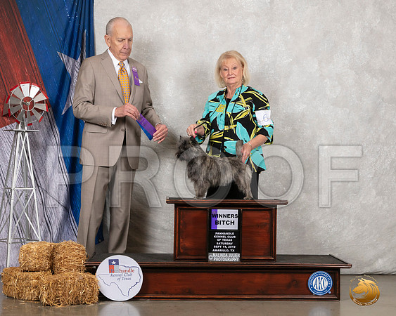 Cairn Terrier #6 Sat WB Judge Robert Hutton__SR_8560_Amrilo2019-HR3