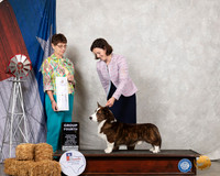 Cardigan Welsh Corgi #5 Sat G4 Judge Donna Buxton