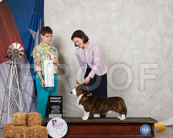 Cardigan Welsh Corgi #5 Sat G4 Judge Donna Buxton__SR_8650_Amrilo2019-HR3