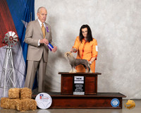 Chinese Crested #7 Sat NCh Maj Judge Robert Hutton