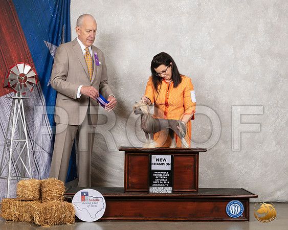 Chinese Crested #7 Sat NCh Maj Judge Robert Hutton__SR_8535_Amrilo2019-HR3