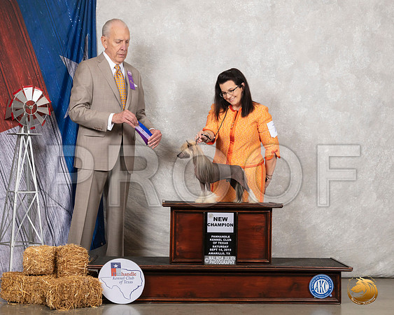 Chinese Crested #7 Sat NCh Maj Judge Robert Hutton__SR_8537_Amrilo2019-HR3