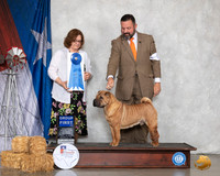 Chinese Crested #9 Sat G1 Judge Elizabeth Muthard