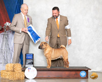 Chinese Shar Pei #9 Sat G1 Judge Robert Hutton