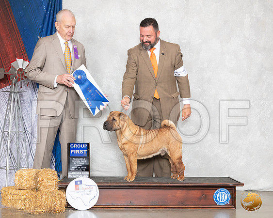 Chinese Shar Pei #9 Sat G1 Judge Robert Hutton__SR_8780_Amrilo2019-HR3
