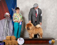 Chow #7 Sat BOW Judge Donna Buxton