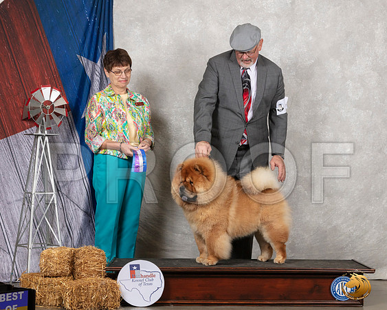 Chow #7 Sat BOW Judge Donna Buxton__SR_8612_Amrilo2019-HR3