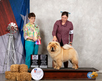 Chow Chow #12 Sat OHBOB BOS Maj Judge Donna Buxton