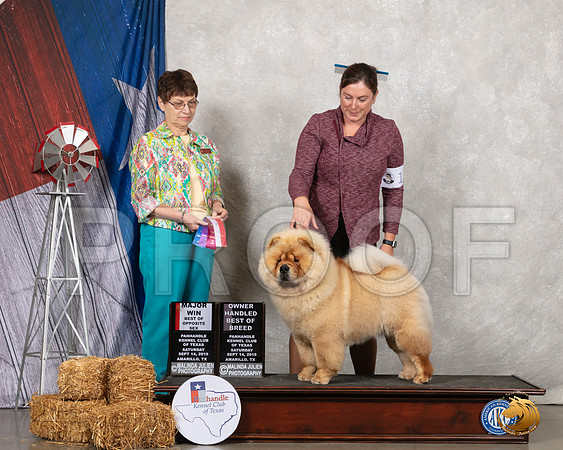 Chow Chow #12 Sat OHBOB BOS Maj Judge Donna Buxton__SR_8616_Amrilo2019-HR3