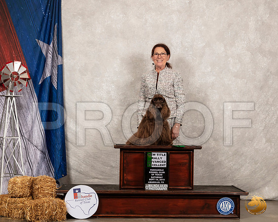 Cocker Spaniel #R11 Sat RAE__SR_8621_Amrilo2019-HR3