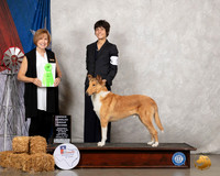 Collie Smooth #5 Sat OHG2 Judge Nancy Liebes