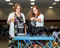 Dachshund Smooth #5 Sat NGrCh Judge Elizabeth Muthard