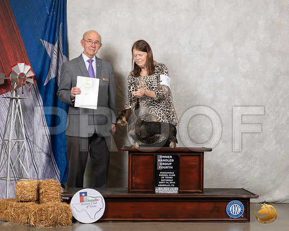 Dachshund Wire #5 Sat OHG4 Judge Kevin Buxton__SR_8761_Amrilo2019-HR3