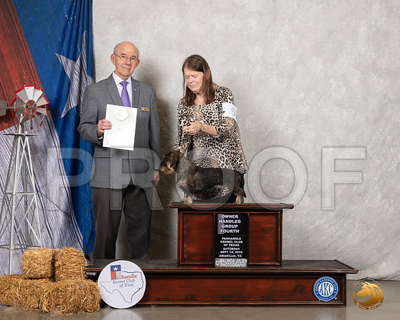 Dachshund Wire #5 Sat OHG4 Judge Kevin Buxton__SR_8762_Amrilo2019-HR3