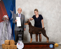 Doberman Pinscher #10 Sat G4 Judge Kenneth Buxton
