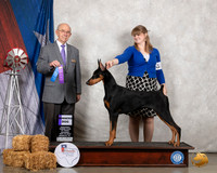 Doberman Pinscher #10 WB Judge Kenneth Buxton
