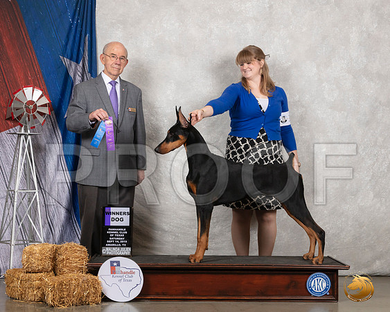Doberman Pinscher #10 WB Judge Kenneth Buxton__SR_8563_Amrilo2019-HR3