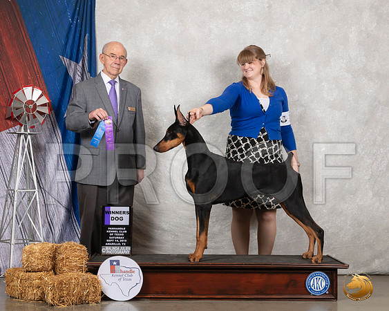 Doberman Pinscher #10 WB Judge Kenneth Buxton__SR_8564_Amrilo2019-HR3