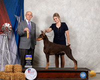 Doberman Pinscher #12 Sat BOB Judge Kenneth Buxton
