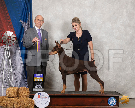 Doberman Pinscher #12 Sat BOB Judge Kenneth Buxton__SR_8605_Amrilo2019-HR3